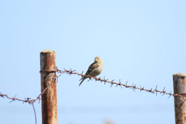 A bird standing on a wire with a blue sky on the background