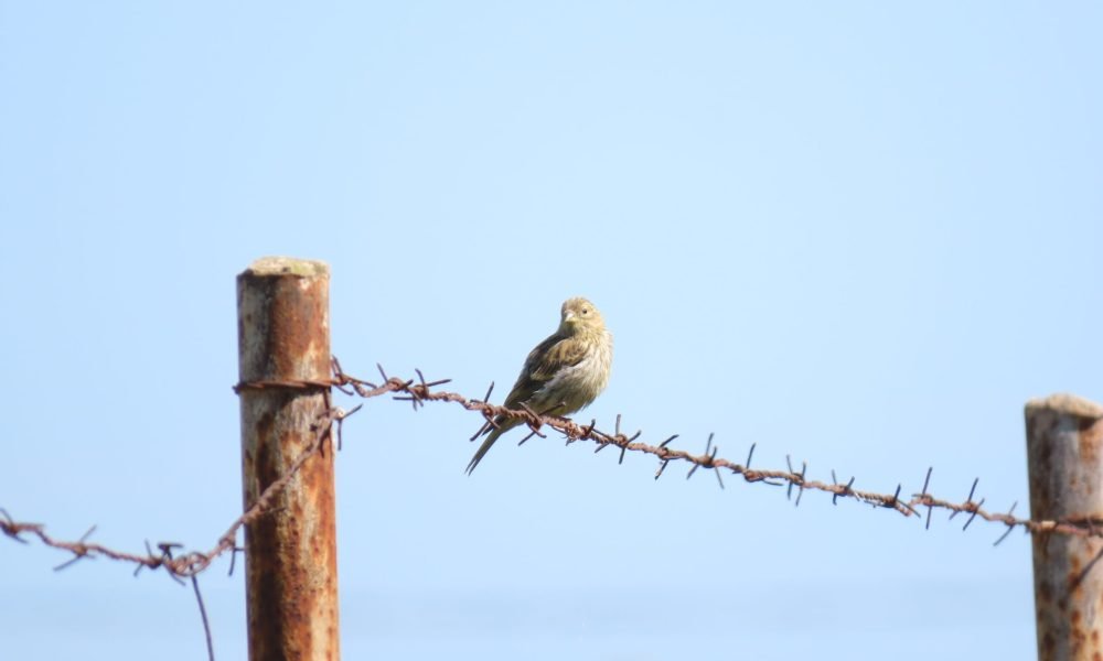 A bird standing on a wire with a blue sky on the background