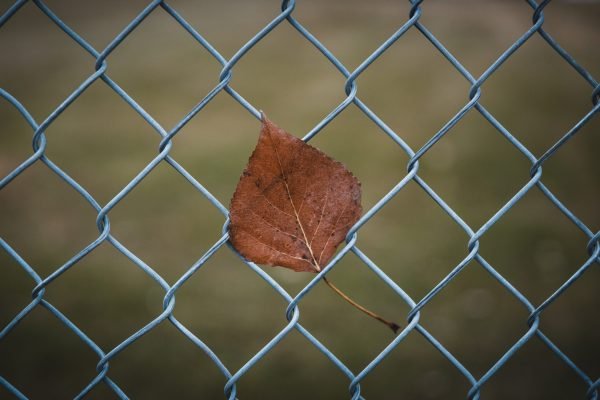 A closeup shot of a brown leaf on a chain link fence