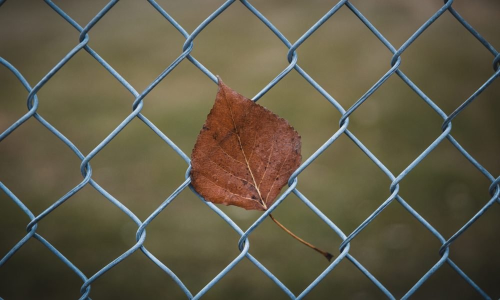 A closeup shot of a brown leaf on a chain link fence