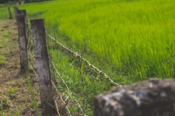 Fenced field with green grass