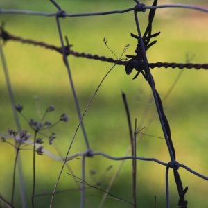 focused-wire
