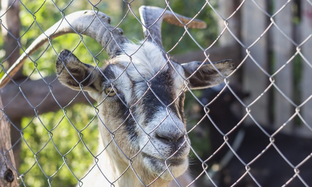 goat-farm-fold-with-gate goat-farm-fold-with-gate