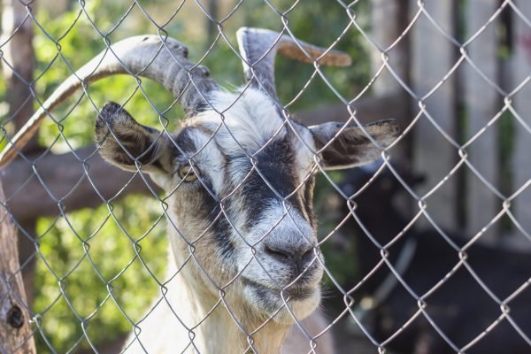 goat-farm-fold-with-gate