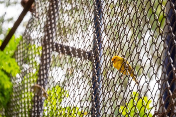 The Saffron Finch (Sicalis flaveola), the Yellow Bird is on a Metal Grid