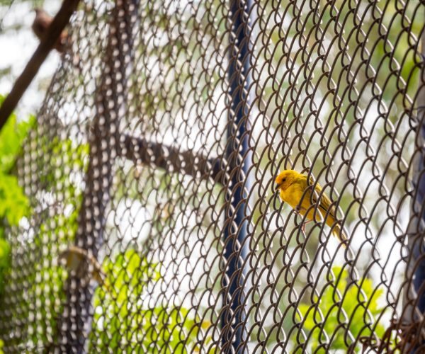 The Saffron Finch (Sicalis flaveola), the Yellow Bird is on a Metal Grid