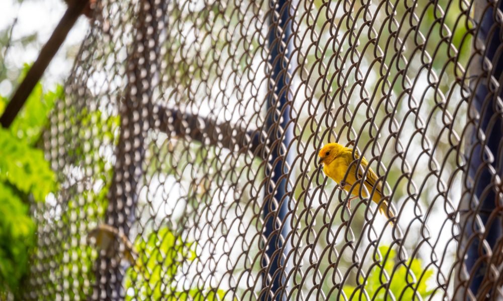 The Saffron Finch (Sicalis flaveola), the Yellow Bird is on a Metal Grid